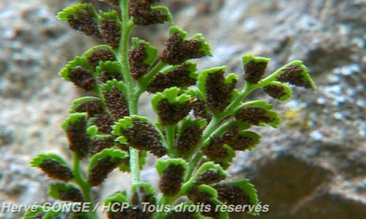 Dissémination des spores - L'Asplenium des murailles - 1mn 47s